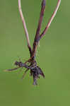 Purpleplume flatsedge